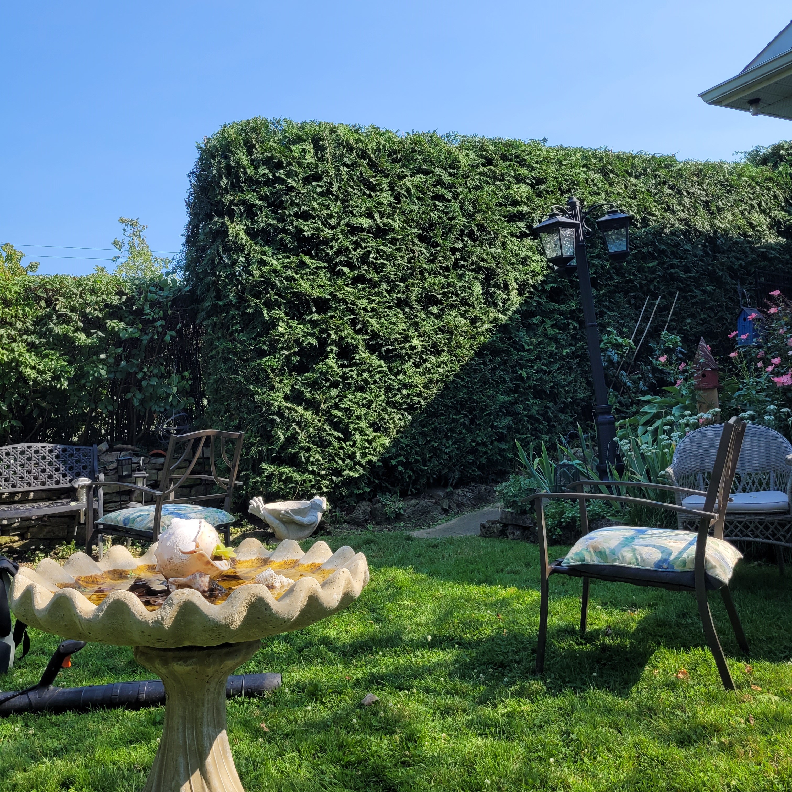 Shrub & Tree Care